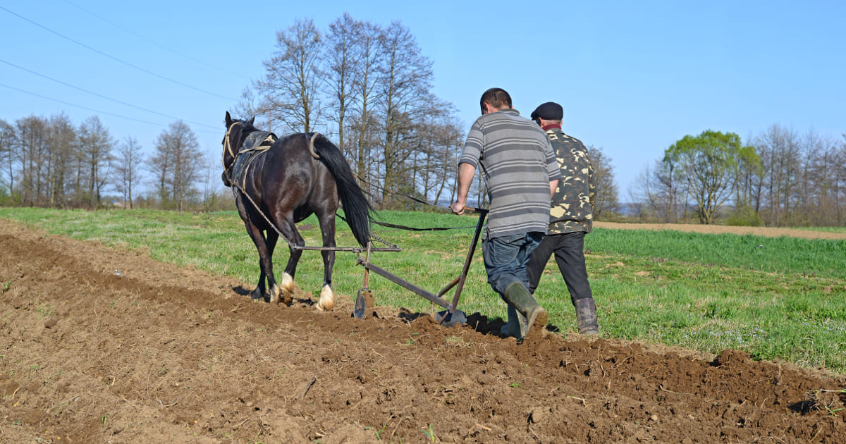 Pflügen mit Pferd Mittelalter
